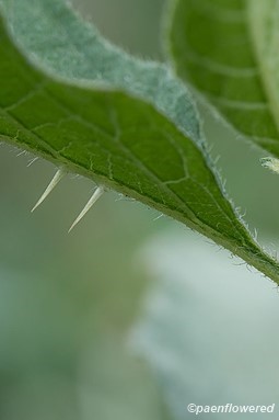 Thorns on underside of leaf 